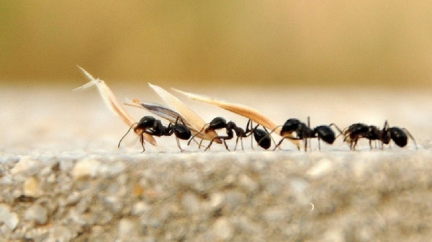 Karıncalar Güneşin konumuna göre yön buluyorlar