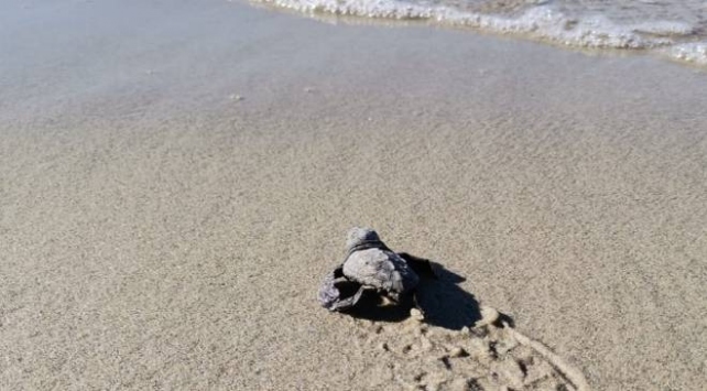 Marmara'da caretta caretta sevinci