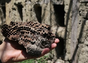 Antik Roma tarzı kovanlar ile Dünya?da tek