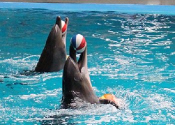 İstanbul Yunus Göster Merkezi - İstanbul Dolphinarium