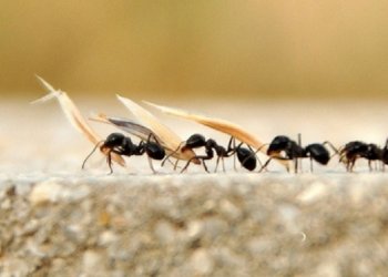 Karıncalar Güneşin konumuna göre yön buluyorlar