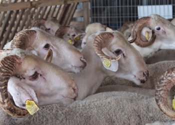 Kurban İbadeti ile gönüller yapmaya