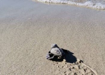Marmara'da caretta caretta sevinci